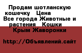 Продам шотланскую кошечку › Цена ­ 10 000 - Все города Животные и растения » Кошки   . Крым,Жаворонки